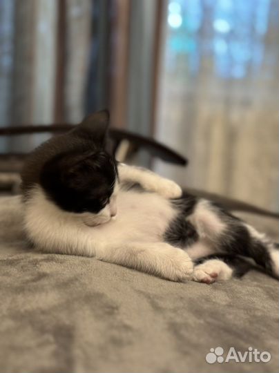 Котенок