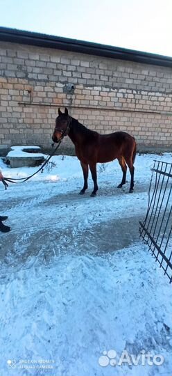 Карачаевский жеребец