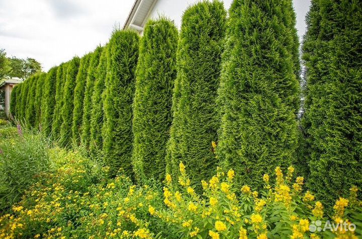 Туя Колумна