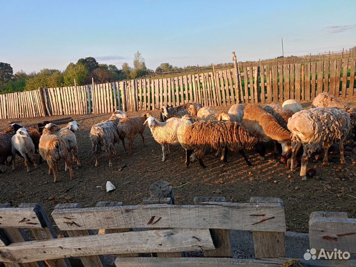 Овцы бараны