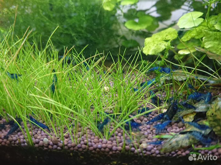 Креветки блю дрим, жёлтый неон. Кондиционер tetra