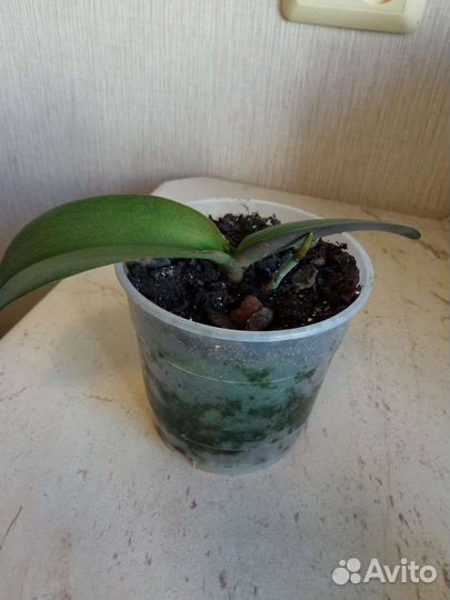 Орхидея фаленопсис