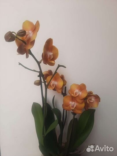 Орхидея Фаленопсис Лас-Вегас