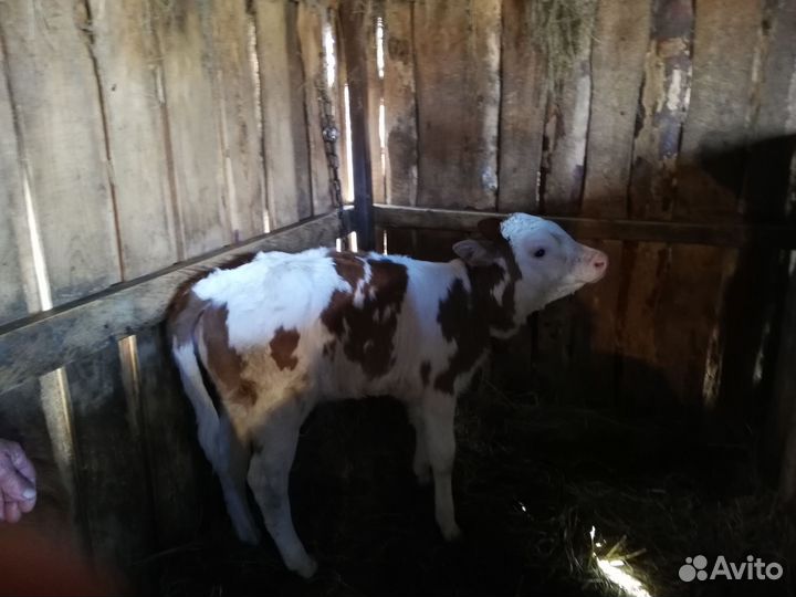 Телята (2 девочки)