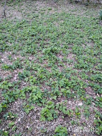 Рассада клубники и земляники