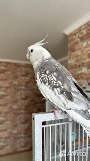 Попугаи Корелла