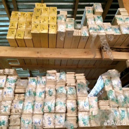 Вагонка липа