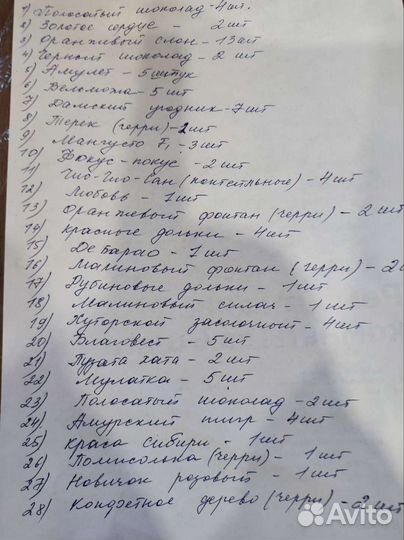 Рассада помидор