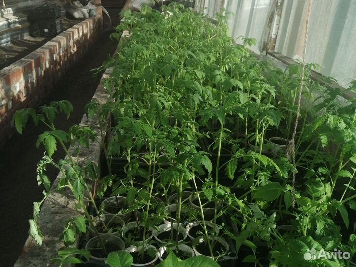 Рассада помидор и перцев