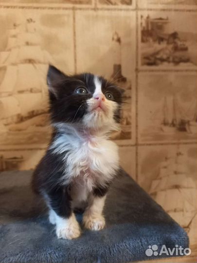 Котенок мальчик