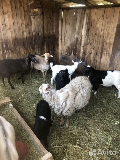 Барашки дорпер