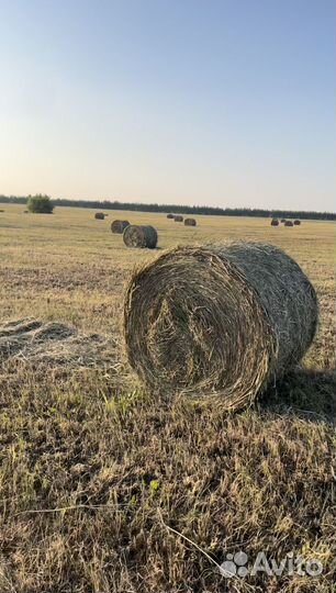 Сено в рулонах