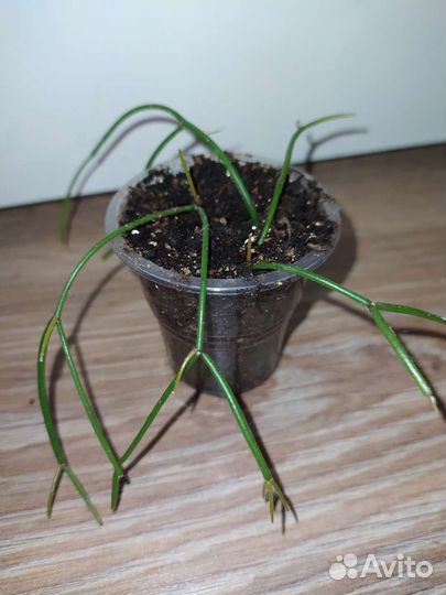 Комнатные растения