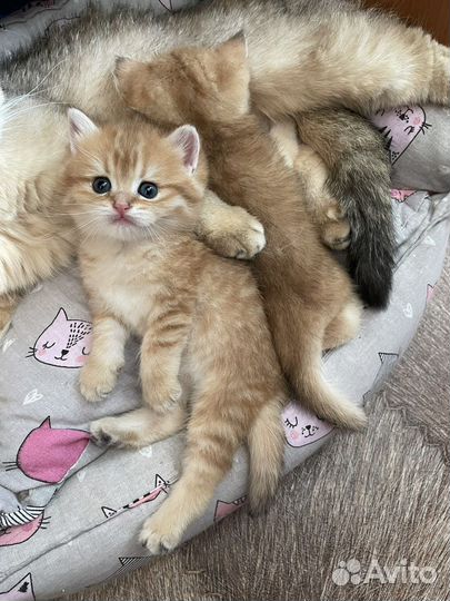 Британская золотая шиншилла котята