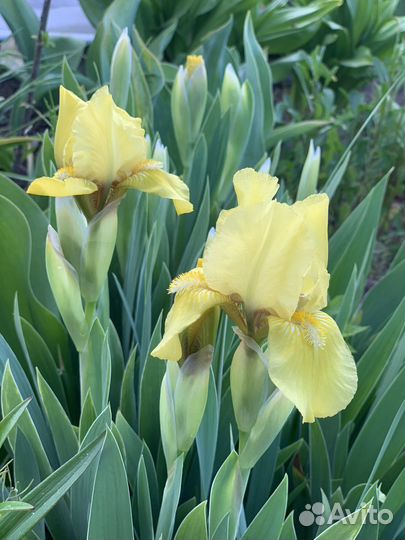 Ирис карликовый