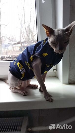 Одежда для животных