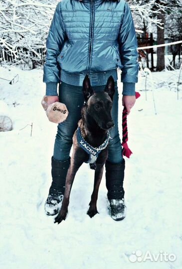 Дрессировка собак, кинолог