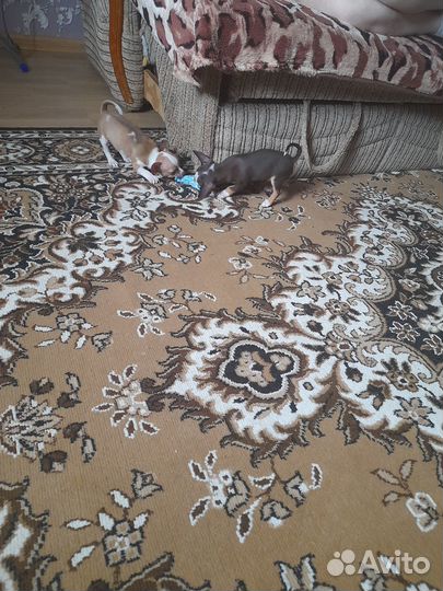 Продам чихуахуа щенков