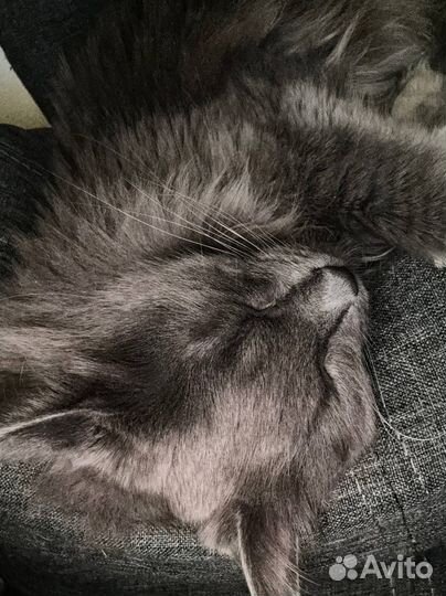 Передержка животных