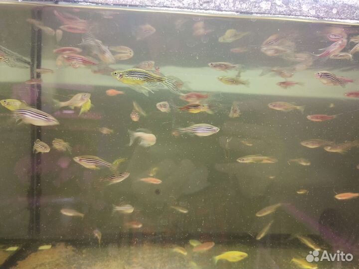 Аквариумные рыбки