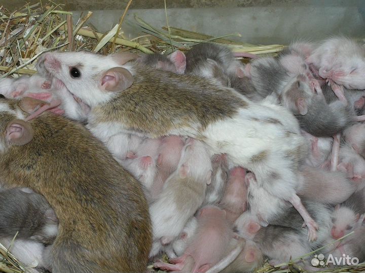 Мастомисы кормовые