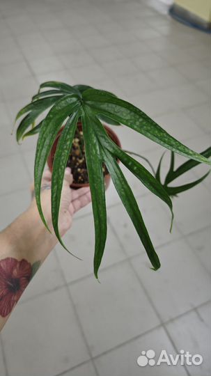 Эпипремнум Фиш Бон