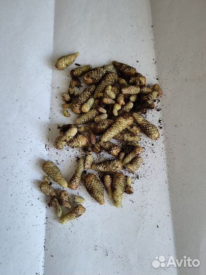 Комнатные растения, цветы, ахименессы