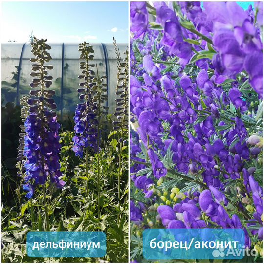 Многолетние садовые цветы разные