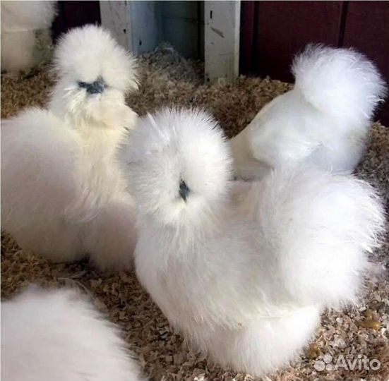 Китайская шелковая