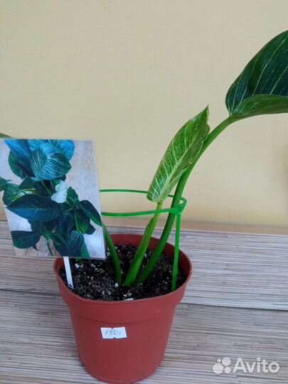 Герань ампельная сиреневая