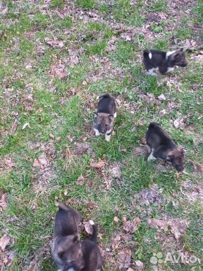 Продам щенков лайки