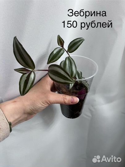 Традесканции сортовые