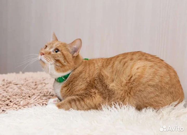 Котик Рыжуля ищет дом