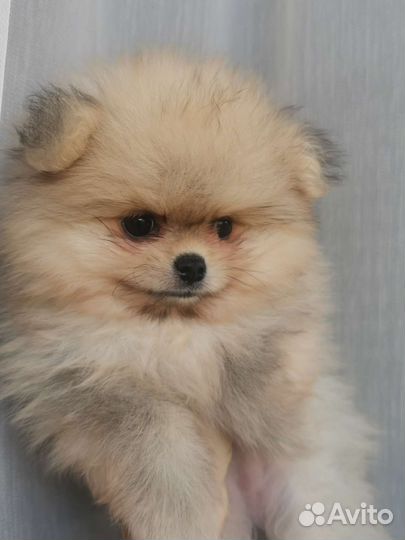 Померанский шпиц