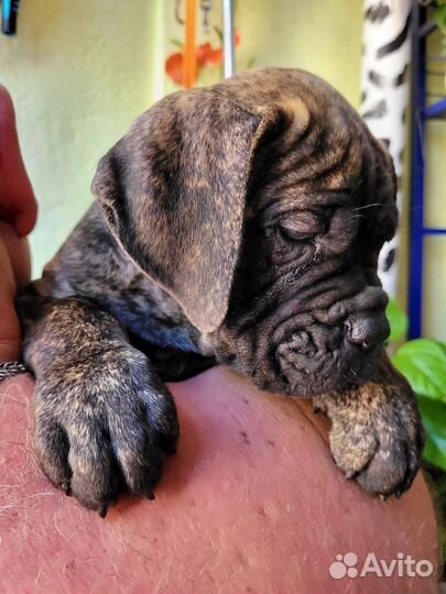 Щенки кане корсо