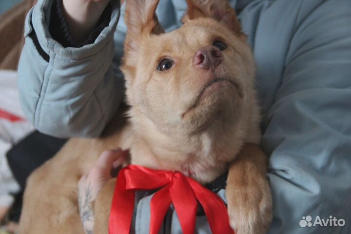 Рыжее солнце