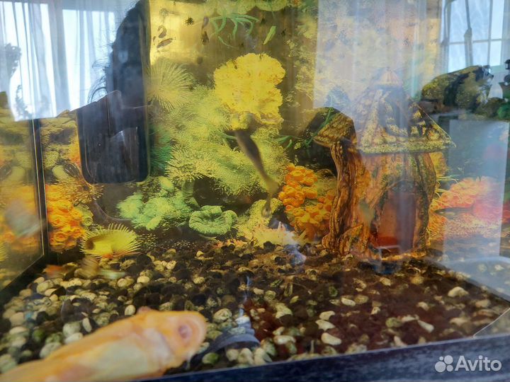 Аквариум с рыбками бу