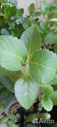 Сансевиерия. Плектрантус ароматный