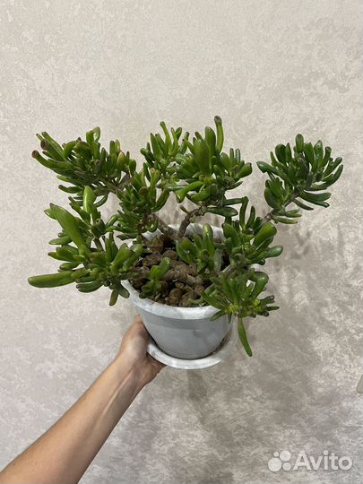 Крассула Хоббит