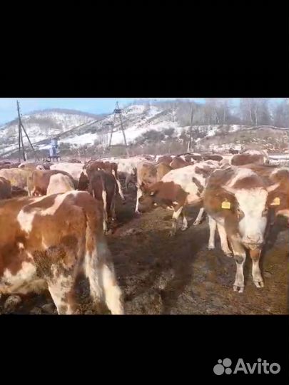 Нетели стельные сименталы, герефорд