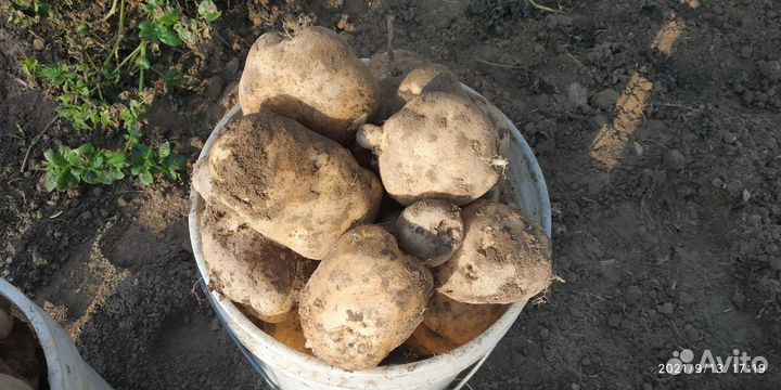 Семенной картофель 