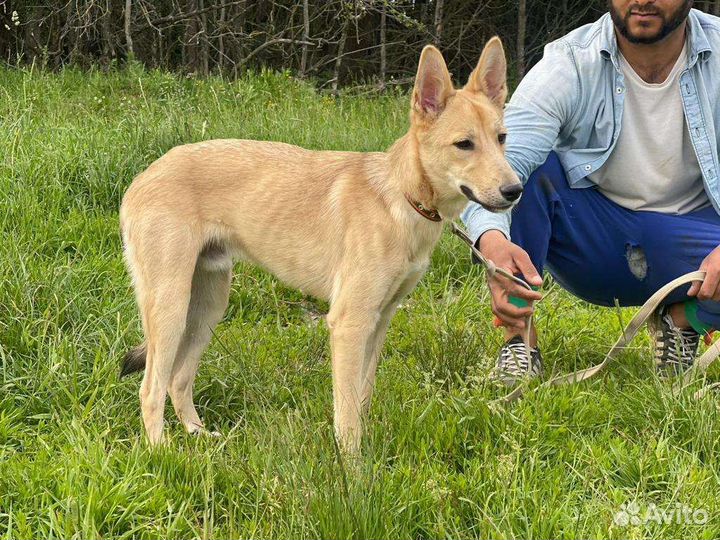 Собака в добрые руки