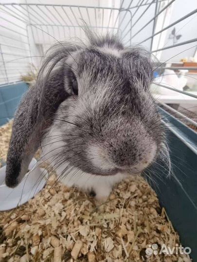 Передержка\ зоогостиница Зооняня