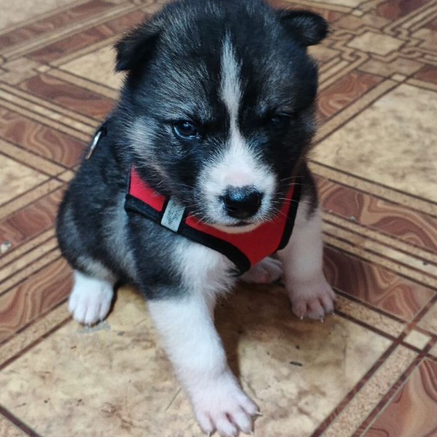 Купить недорого собаку или щенка🐕 в Хабаровске | Цены на