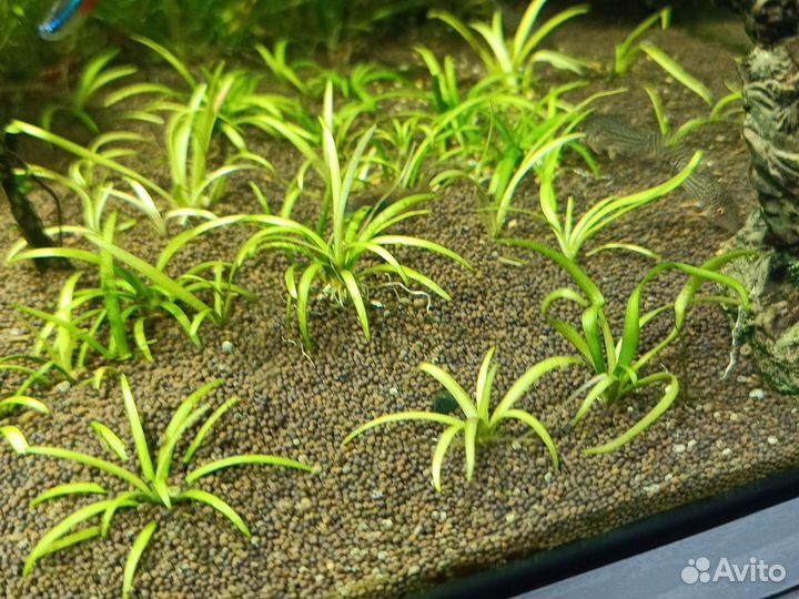 Сагиттария, Погостемон растение в аквариум