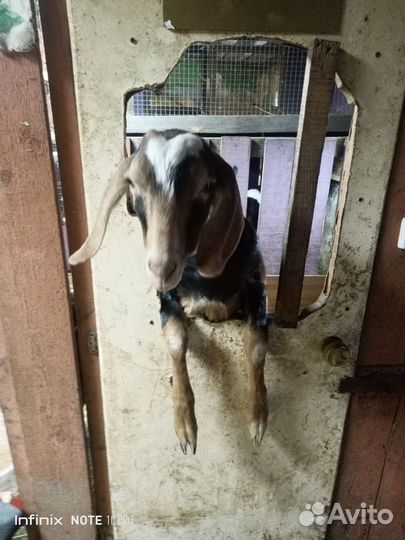 Козел на вязку