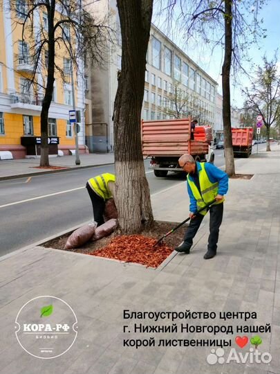 Мульча кора лиственницы
