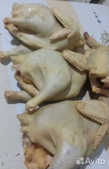 Куры домашние самовызов
