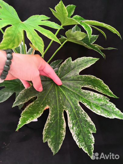 Фатсия вариегатная 17/50