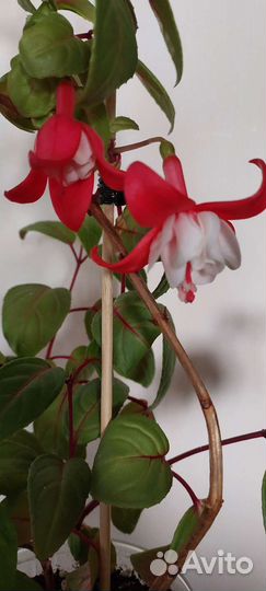 Фуксии сортовые